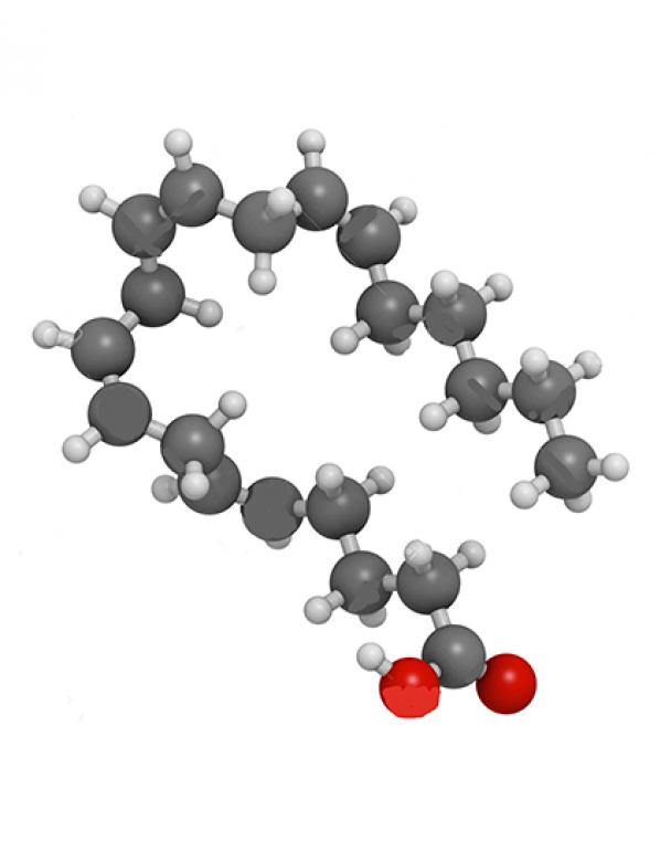 arachidonic acid